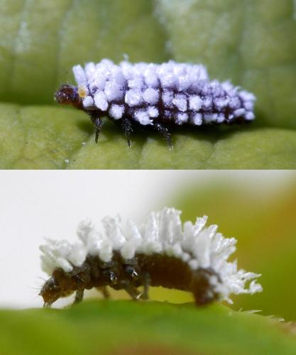 Réf. 327 632 : Coccinellinae inconnu
